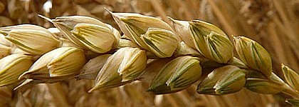 Presencia de gluten en snack procedente de Alemania.